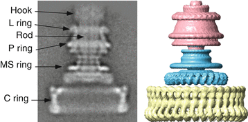 badterial-flagellum-xray.png
